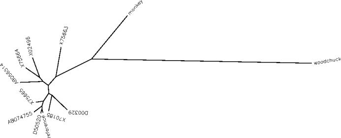 phylogenetic tree (png)